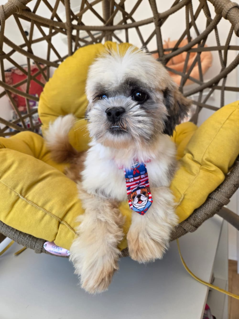 Animal aguardando adoção no Projeto Bonny