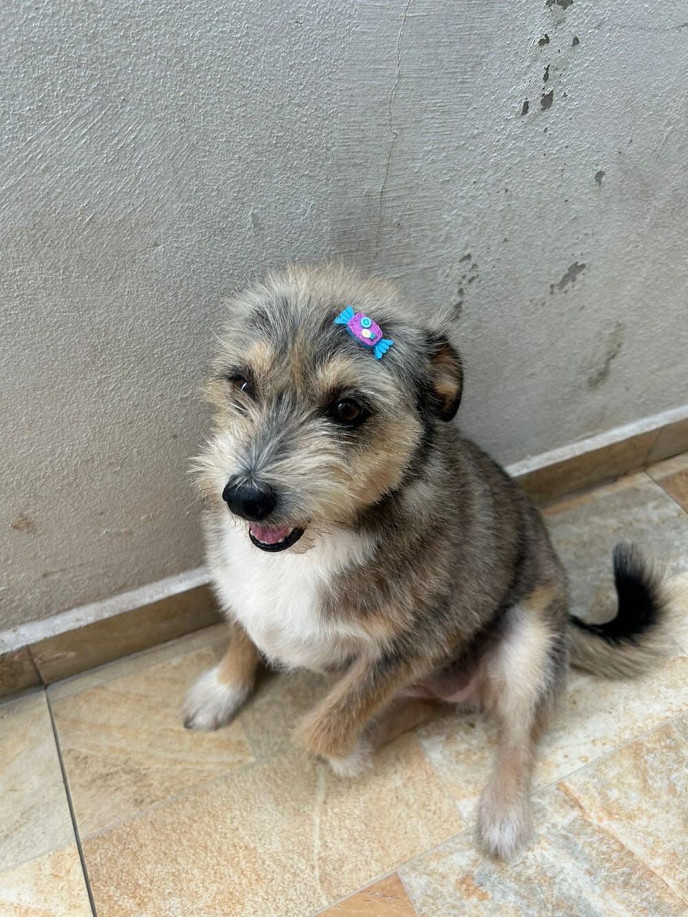 Animal aguardando adoção no Projeto Bonny