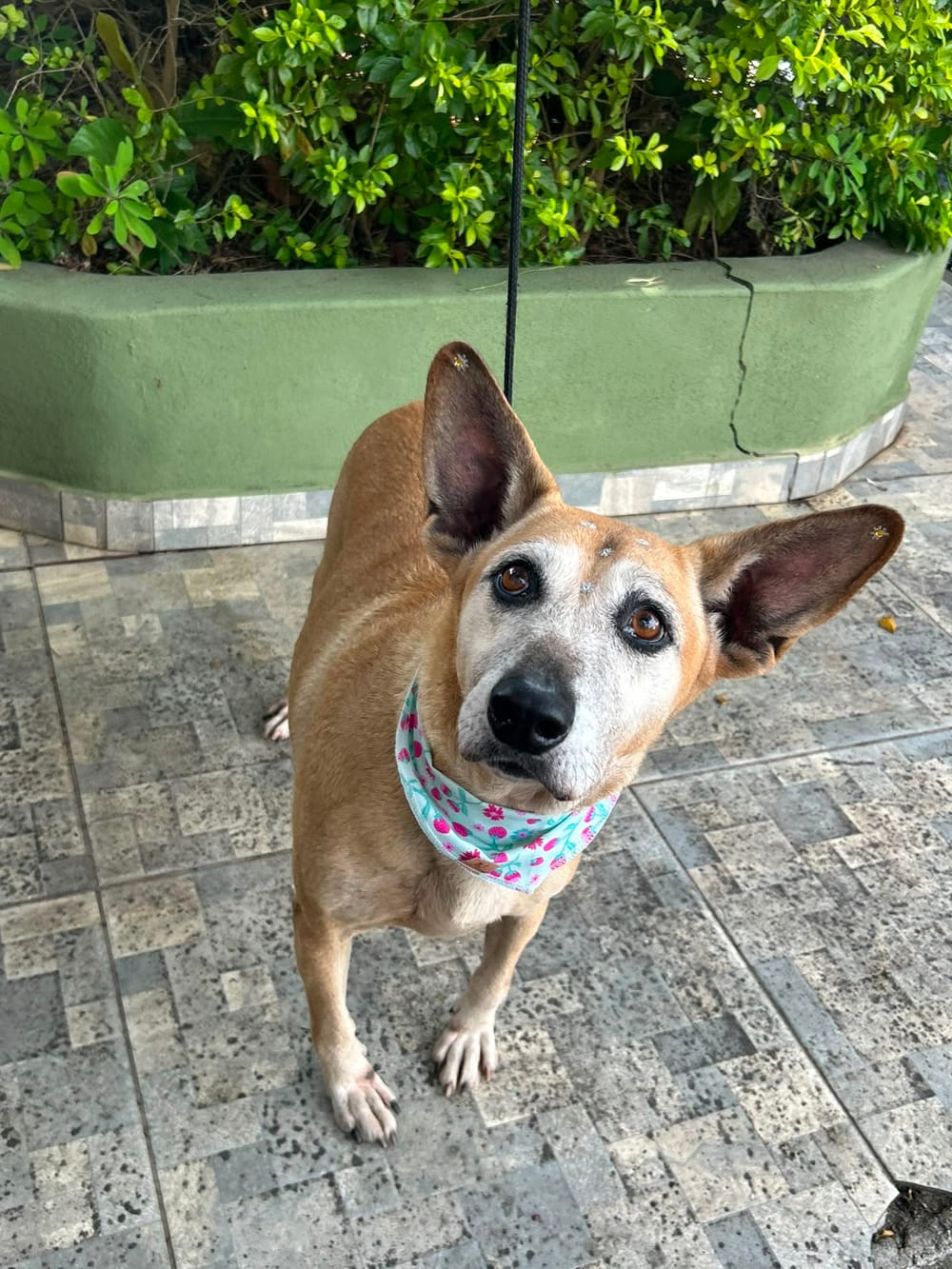 Animal aguardando adoção no Projeto Bonny