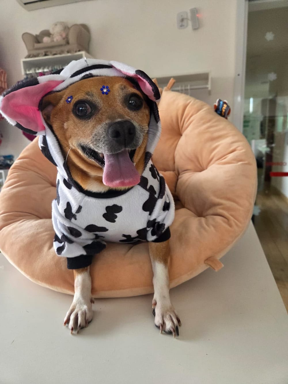 Animal aguardando adoção no Projeto Bonny