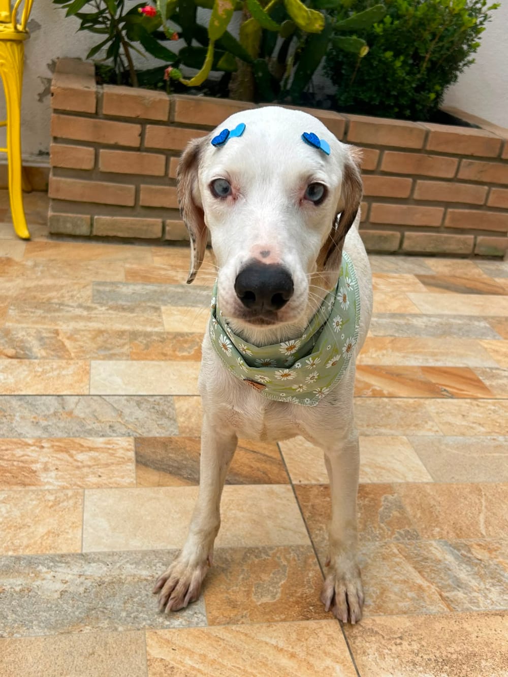 Animal aguardando adoção no Projeto Bonny