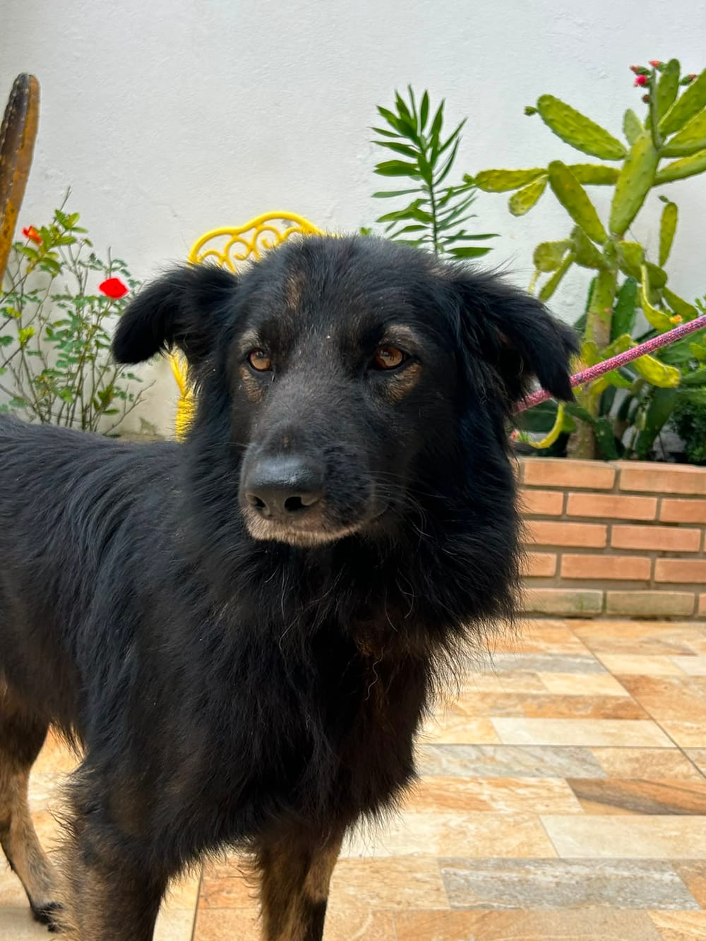 Animal aguardando adoção no Projeto Bonny