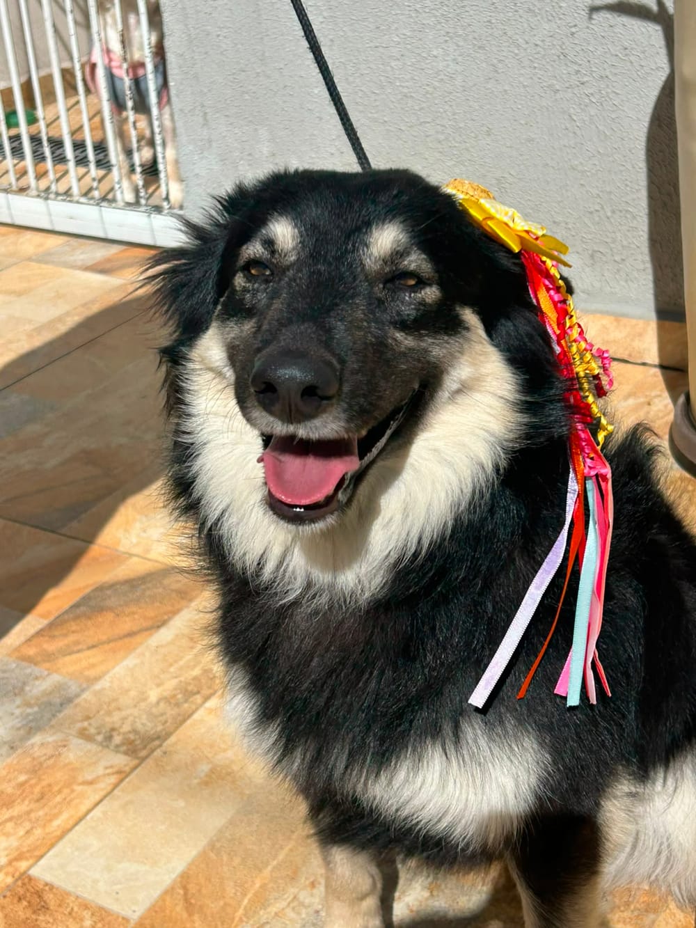 Animal aguardando adoção no Projeto Bonny