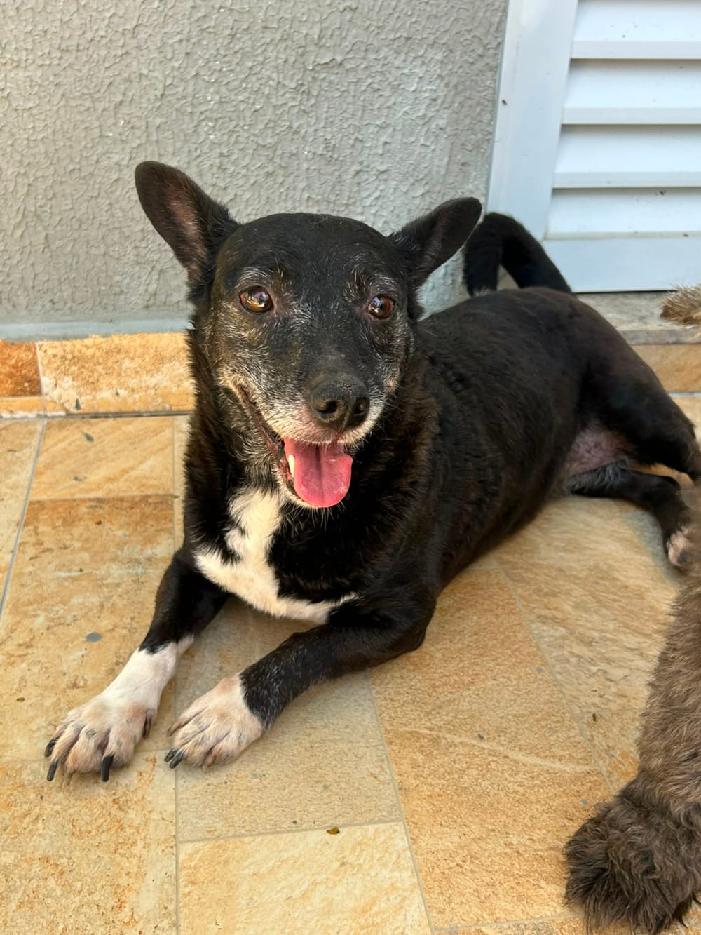 Animal aguardando adoção no Projeto Bonny