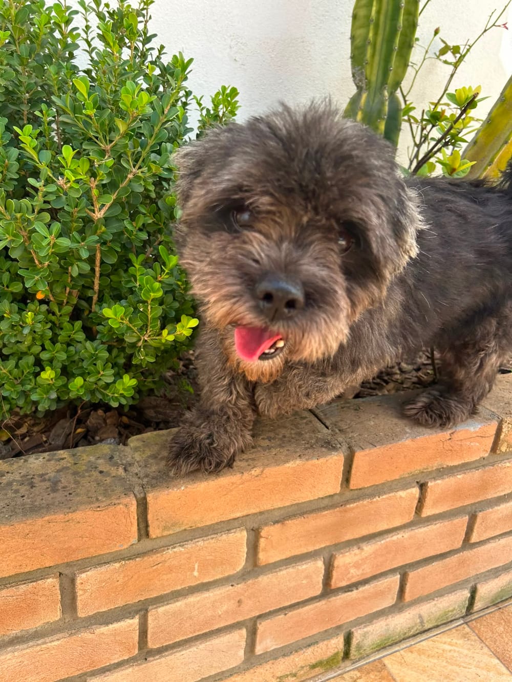 Animal aguardando adoção no Projeto Bonny