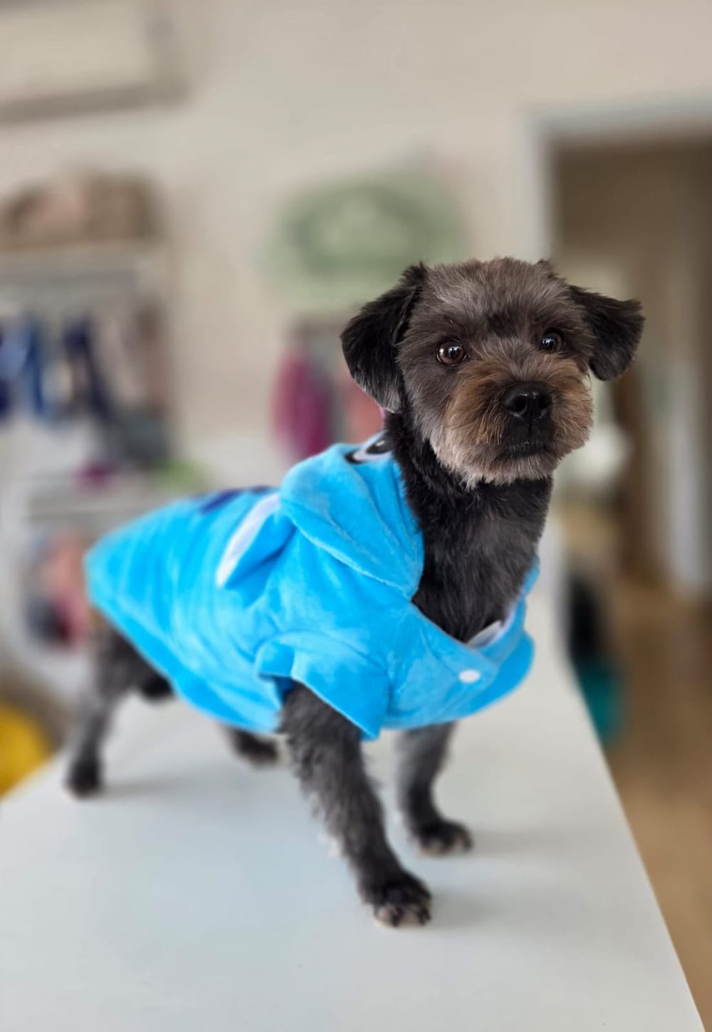 Animal aguardando adoção no Projeto Bonny