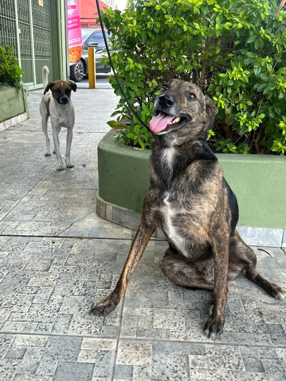 Foto principal de Rajado