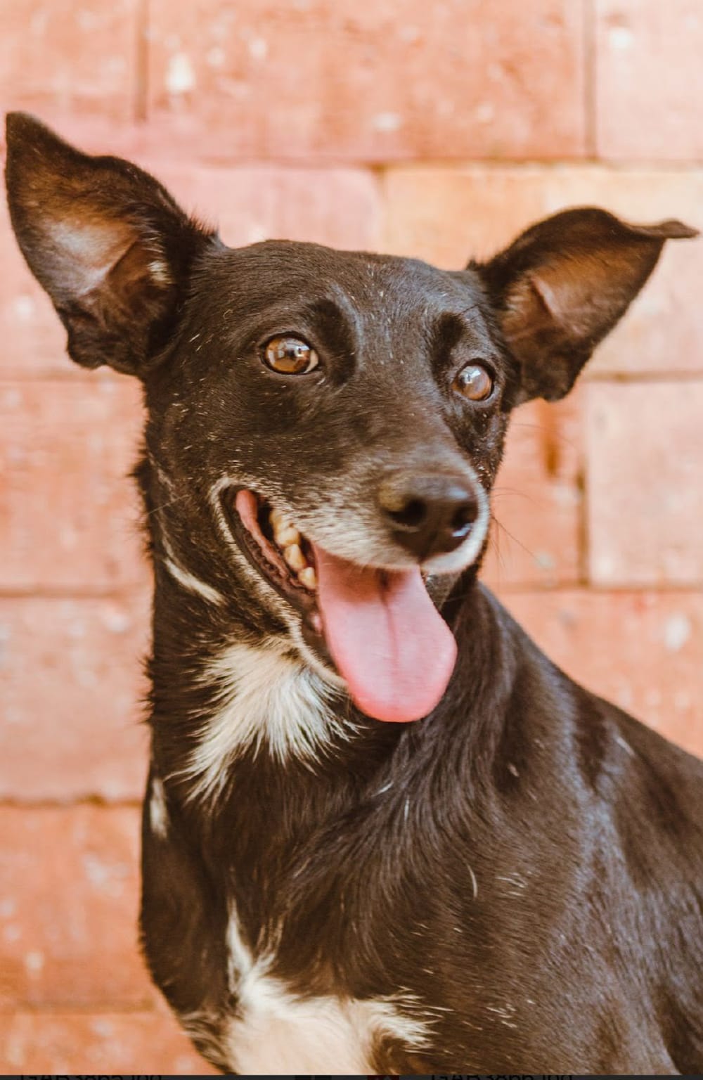 Cachorro preto e branco de orelhas em pé, sorrindo