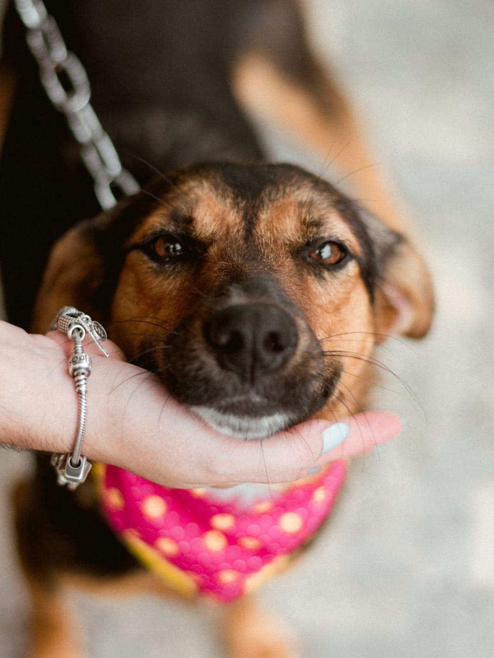 Cachorro tigrado de coleira rosa, com a língua de fora