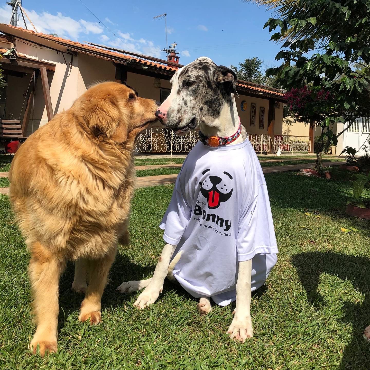 Animais cuidados pelo Projeto Bonny